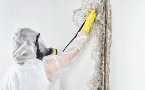 Best Mold Prevention Services in Russiaville, IN